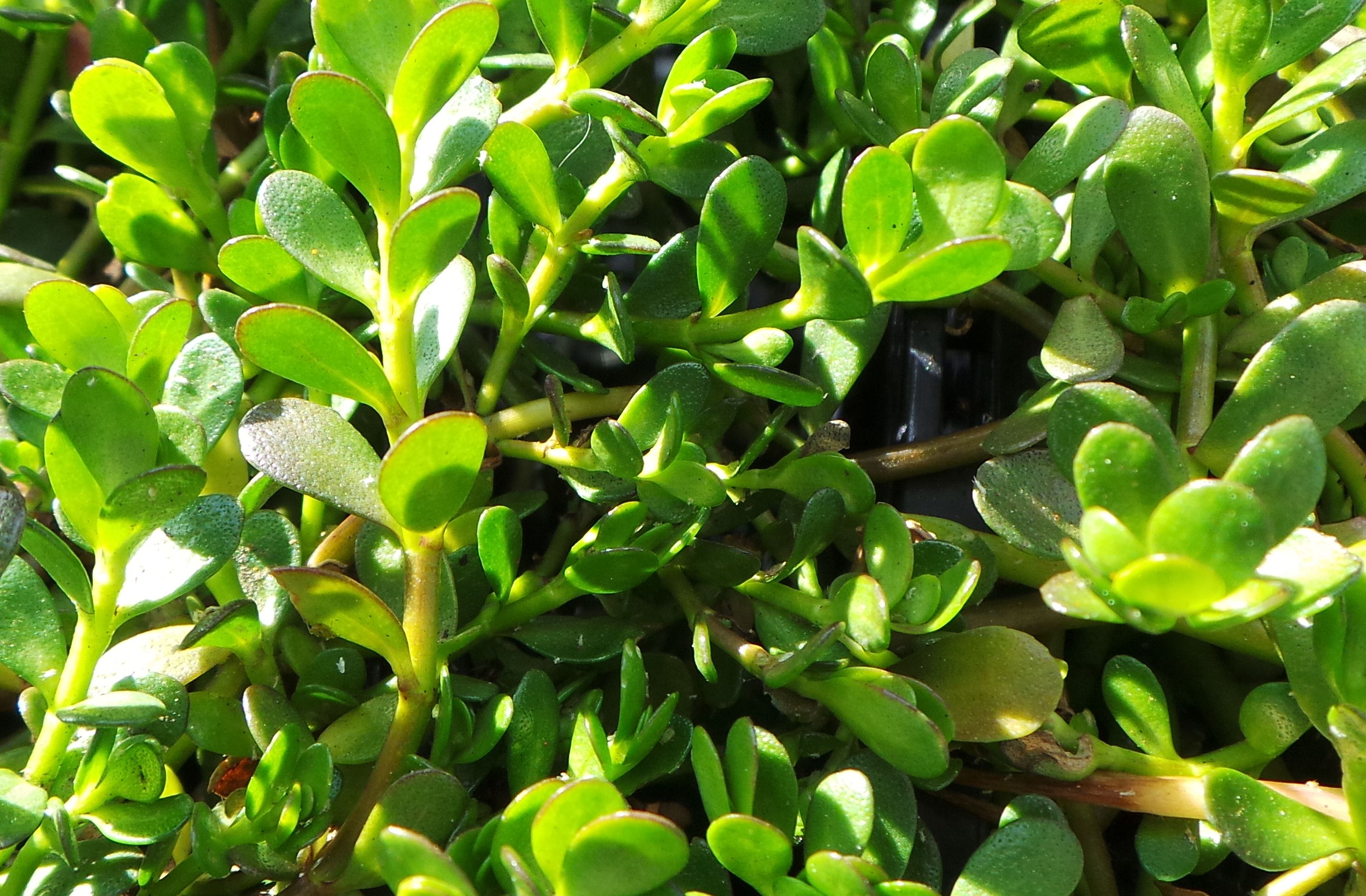 Assorted Shade Tolerant Water Plant 5 Pack Woodvale Fish & Lily Farm