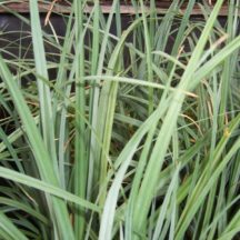 Reeds, Rushes and Grasses