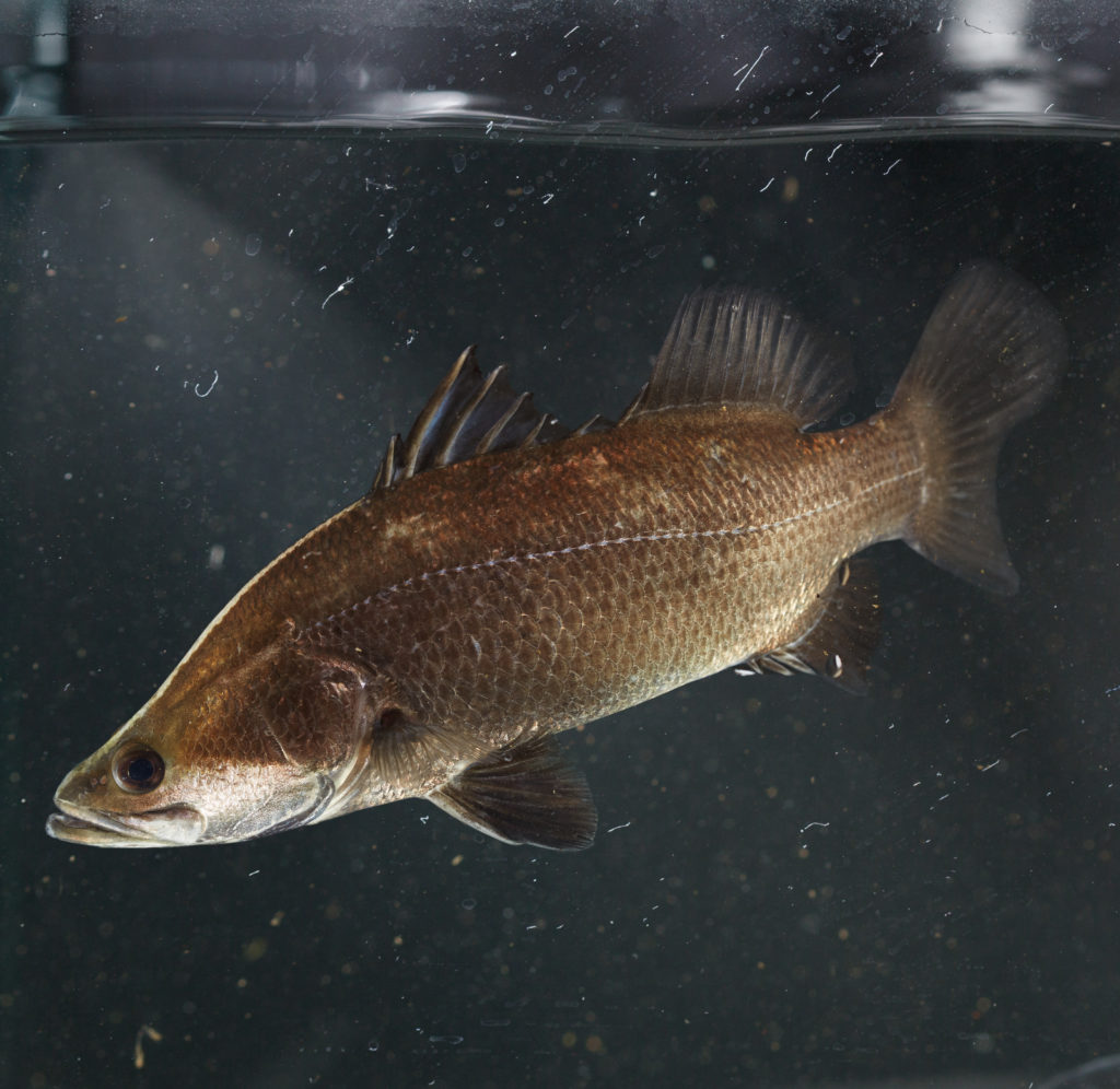 Live Barramundi Perth Metro Delivery Woodvale Fish Lily Farm live-barramundi-perth-metro-delivery-woodvale-fish-lily-farm