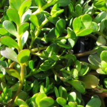 Shade Tolerant Water Plants