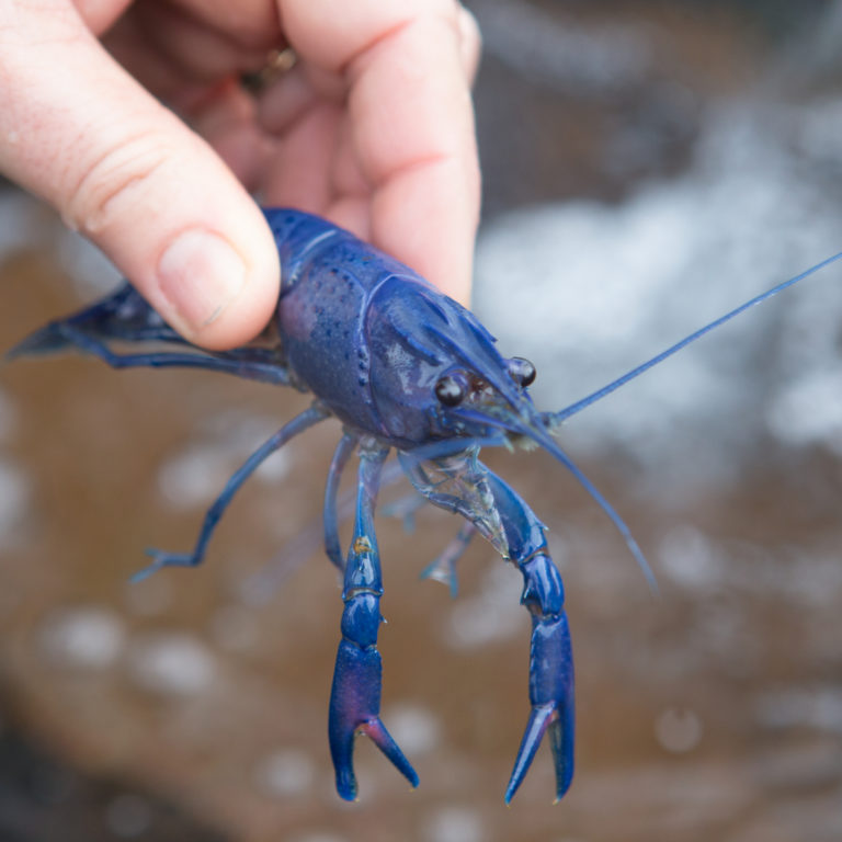 Live Blue Yabbies Perth Metro Delivery Woodvale Fish & Lily Farm