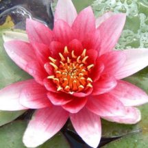 Hardy Water Lily