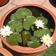 Water Bowls and Pots