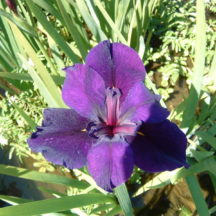 Flowering Water Plants