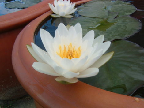 Gladstone Hardy Water Lily