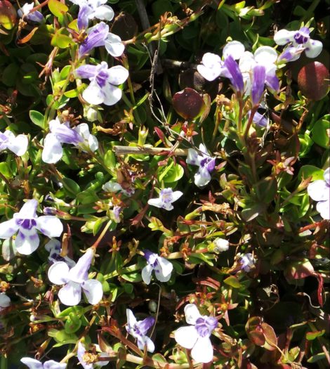 Blue Moneywort