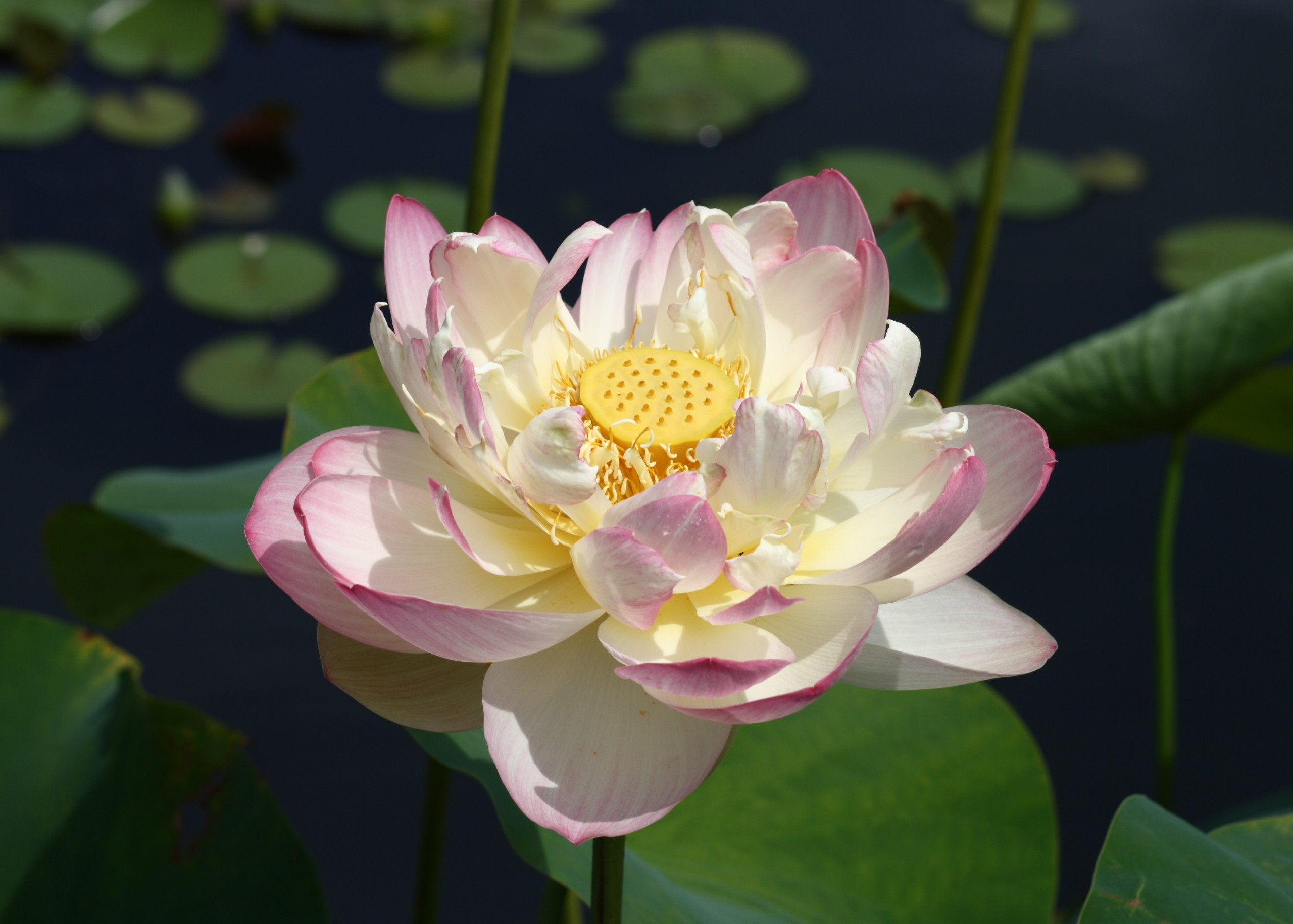 Sacred Lotus - Very Low Stock - Woodvale Fish & Lily Farm Perth