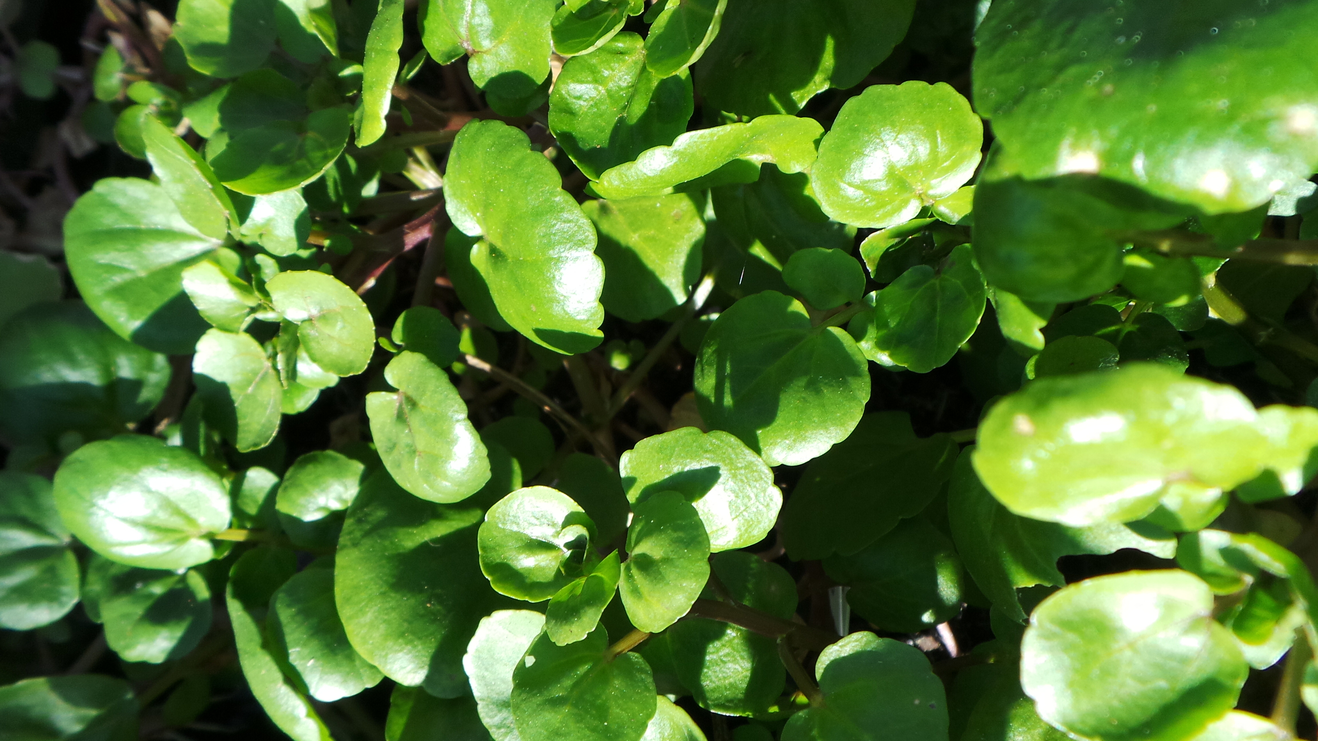 English Water Cress - Woodvale Fish &amp; Lily Farm Perth