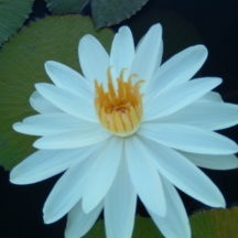 Night Flowering Tropical Water Lily