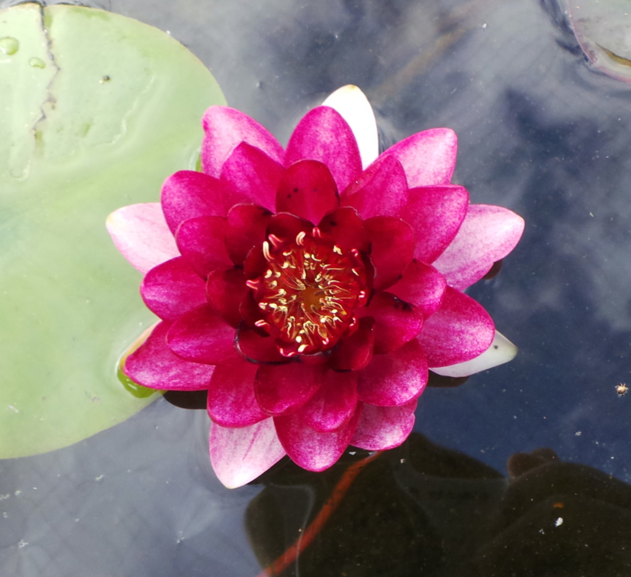 Black Princess Hardy Water Lily Woodvale Fish & Lily Farm Perth
