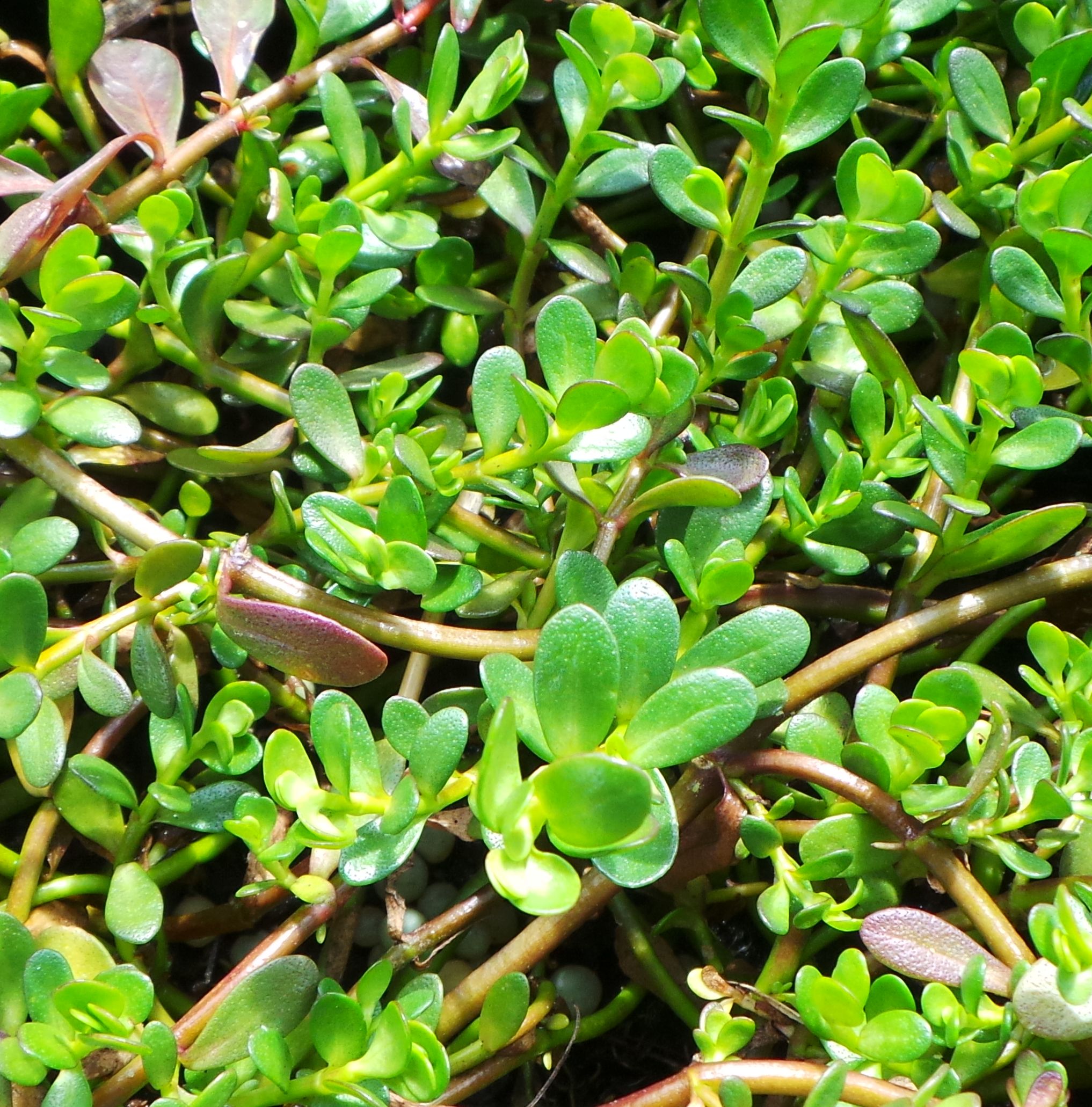 Brahmi Plant (Bacopa Monnieri) - Woodvale Fish &amp; Lily Farm