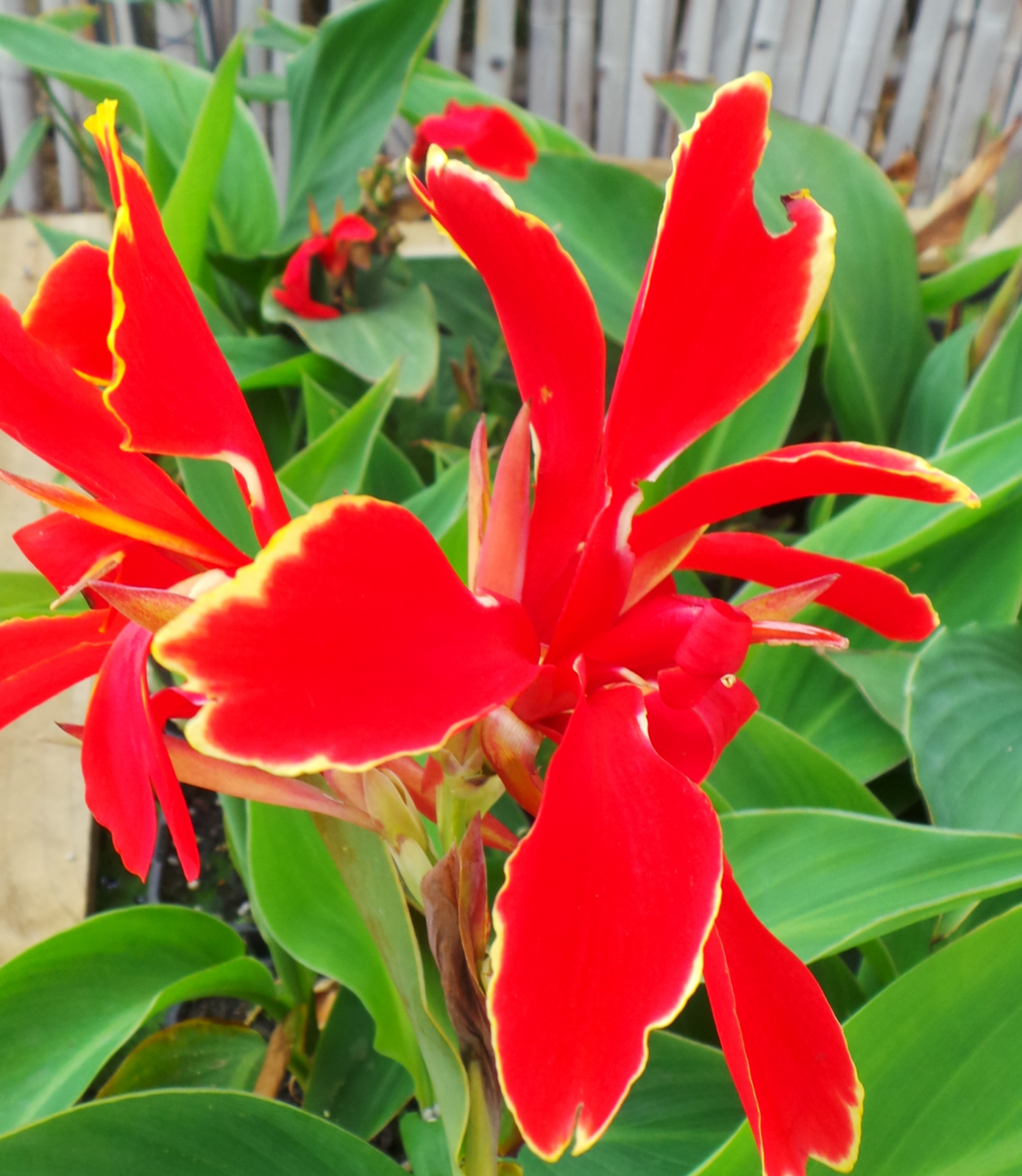 Canna Red Flowering Woodvale Fish & Lily Farm Perth