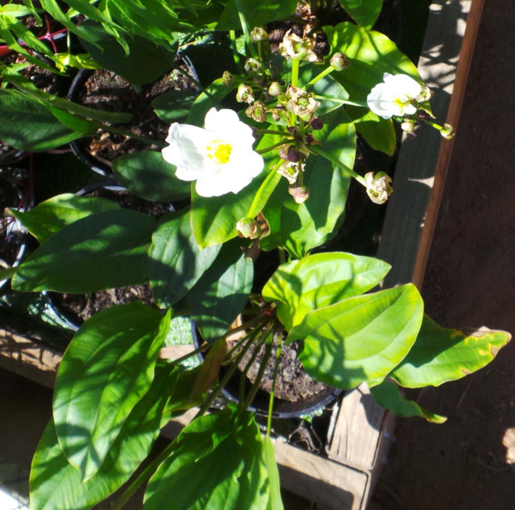 Echinodorus/Amazon Sword Woodvale Fish & Lily Farm Perth