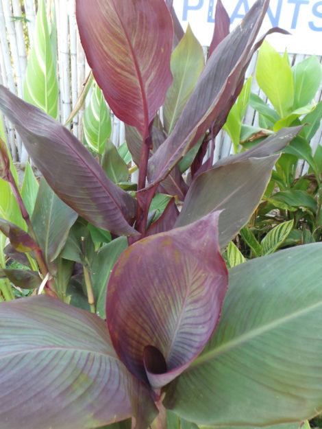 Canna Edulis - Woodvale Fish & Lily Farm Perth