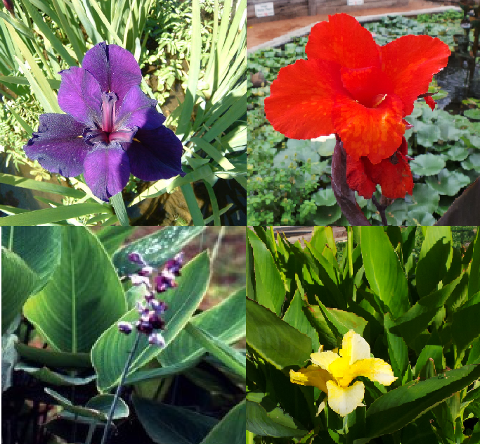 Download Assorted Flowering Plants 5 Pack - Woodvale Fish & Lily ...