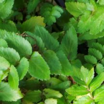 Edible Water Plants