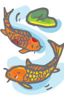 Koi & Goldfish title=