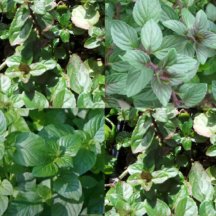 Assorted Mint Water Plant 5 Pack