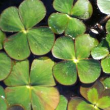 Native Water Plants