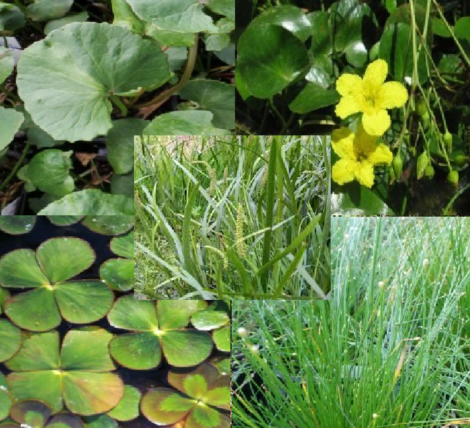 Assorted Native Water Plants 5 Pack