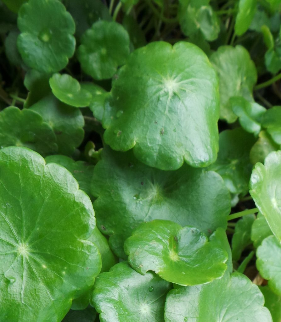 pennywort-woodvale-fish-lily-farm-perth