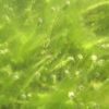 Algae Fact Sheet Algae and Water Quality