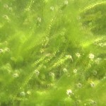 Algae and Water Quality