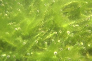 Algae