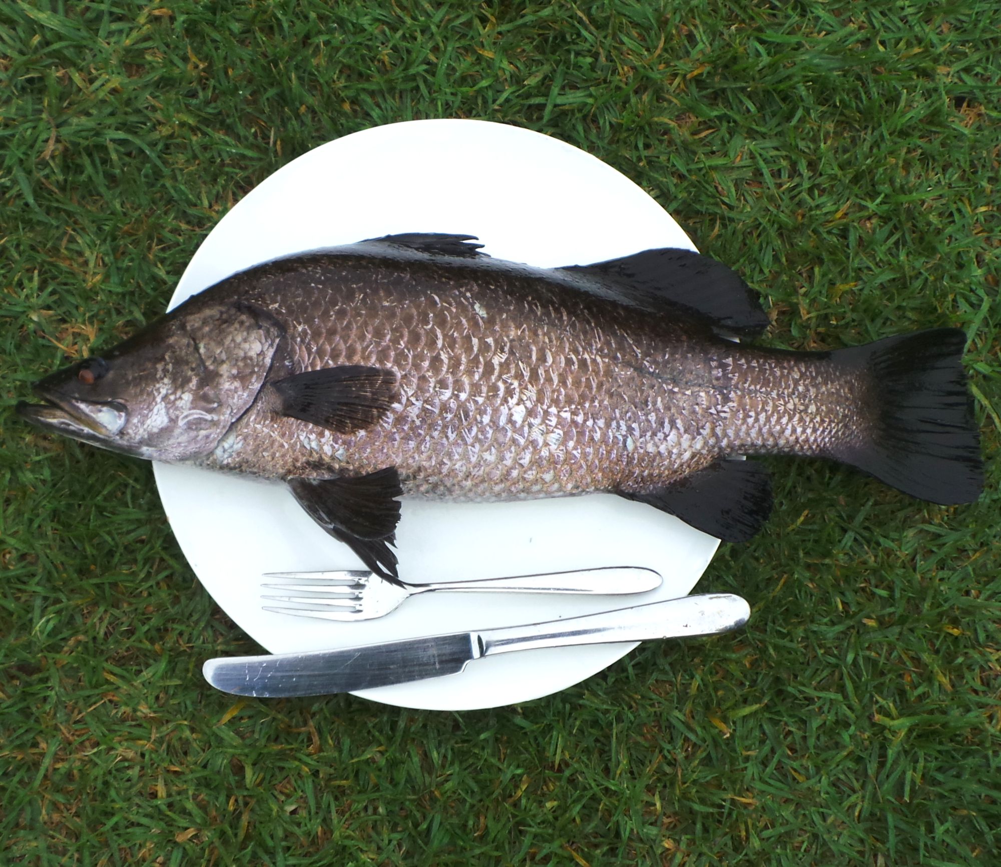 Large Live Ready to eat Barramundi  Woodvale Fish Lily 