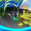 Small Living Water Feature pod feature