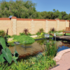 Converting Swimming Pools to Ponds pool to pond