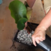 How To Pot a Water Lily – Short Video potting lily