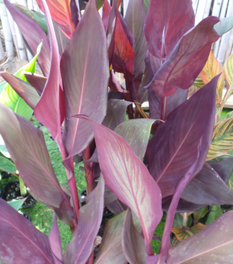 Canna Endeavour - Woodvale Fish & Lily Farm Perth
