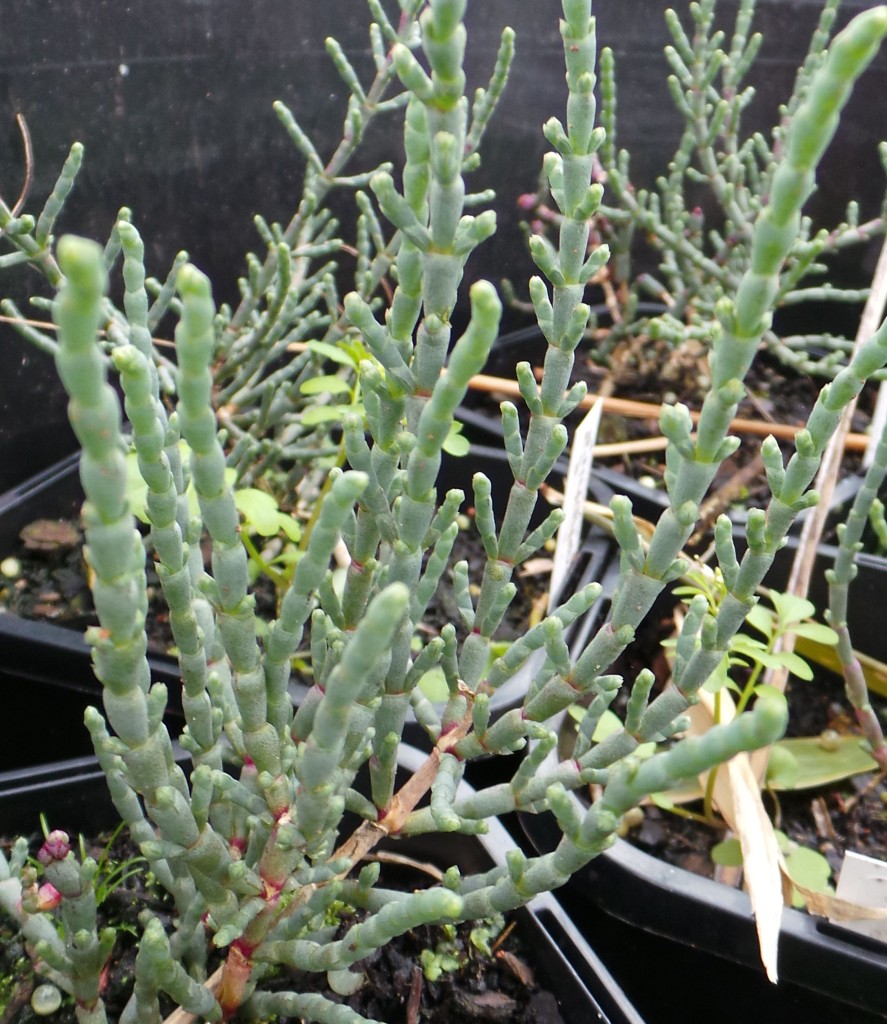 Samphire Woodvale Fish &amp; Lily Farm Perth