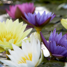 Water Lilies