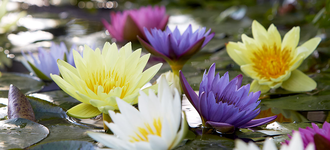 woodvale fish & lily farm perth - pond pumps, liners & lilies