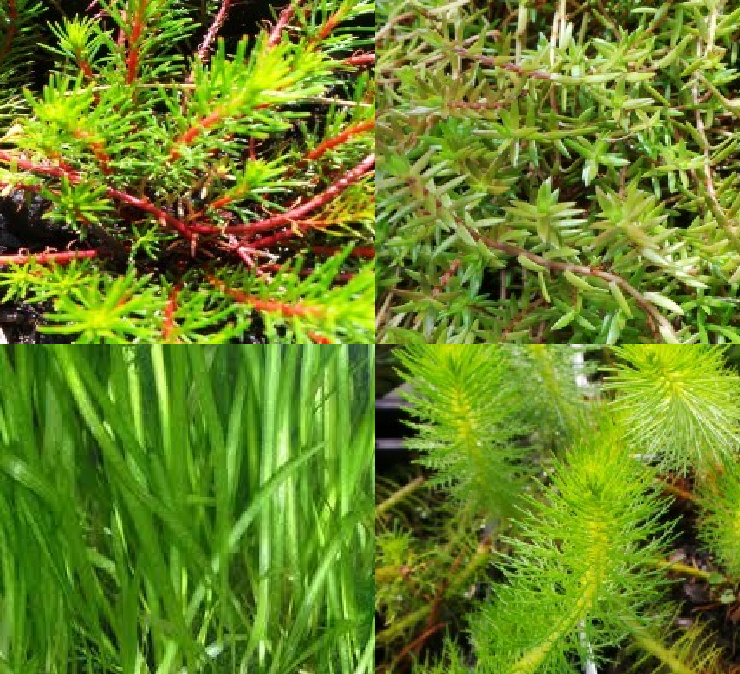 Assorted Fully Submersible Water Plants 5 Pack Woodvale Fish & Lily