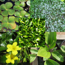 Assorted Fully Submersible Water Plants 5 Pack