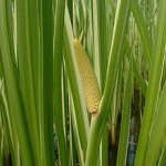 Sweet Flag Reed Reeds, Rushes and Grasses - Woodvale Fish & Lily Farm Perth
