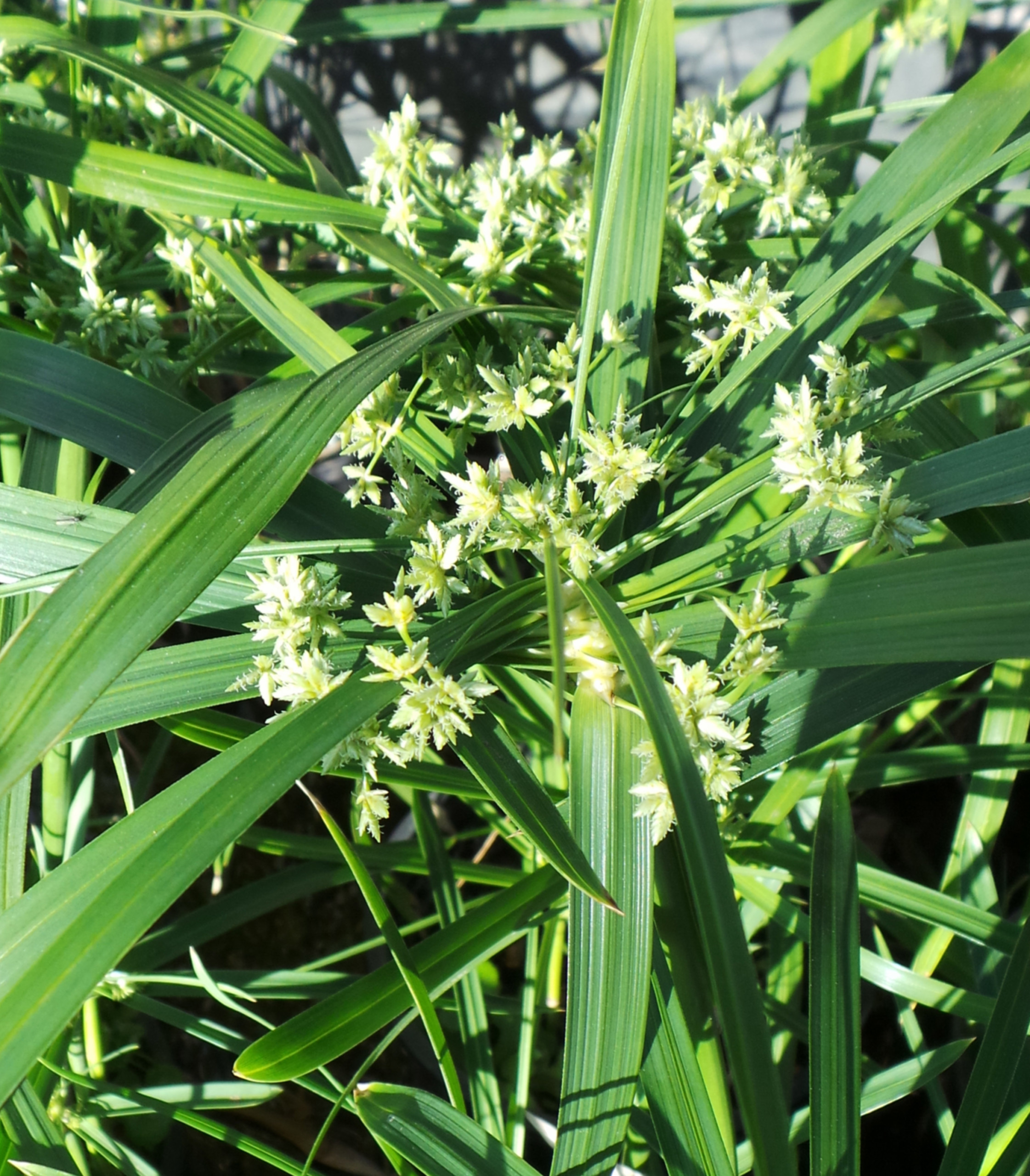 umbrella grass - woodvale fish & lily farm perth