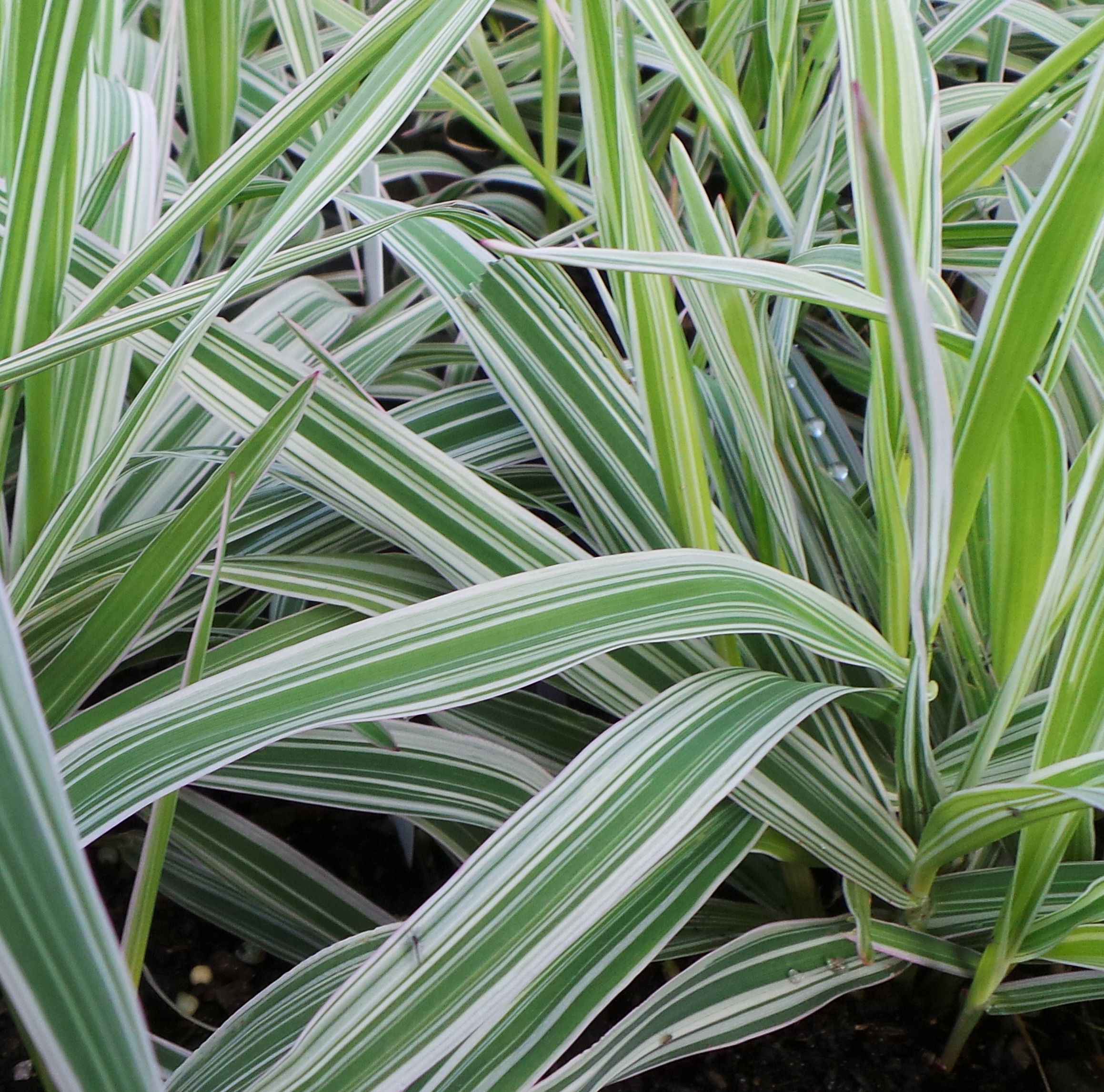 Variegated Ribbon Grass - Woodvale Fish &amp; Lily Farm Perth