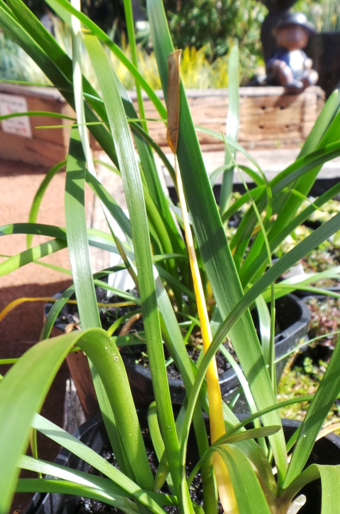 Water Ribbon - Woodvale Fish & Lily Farm Perth