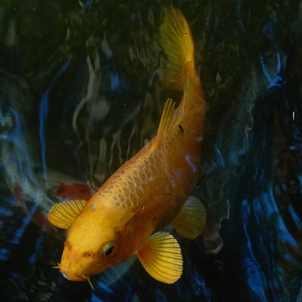 koi fact sheet - woodvale fish & lily farm perth