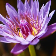 Tropical Water Lily