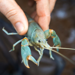 Live Blue Yabbies - Perth Metro Delivery - Woodvale Fish & Lily Farm