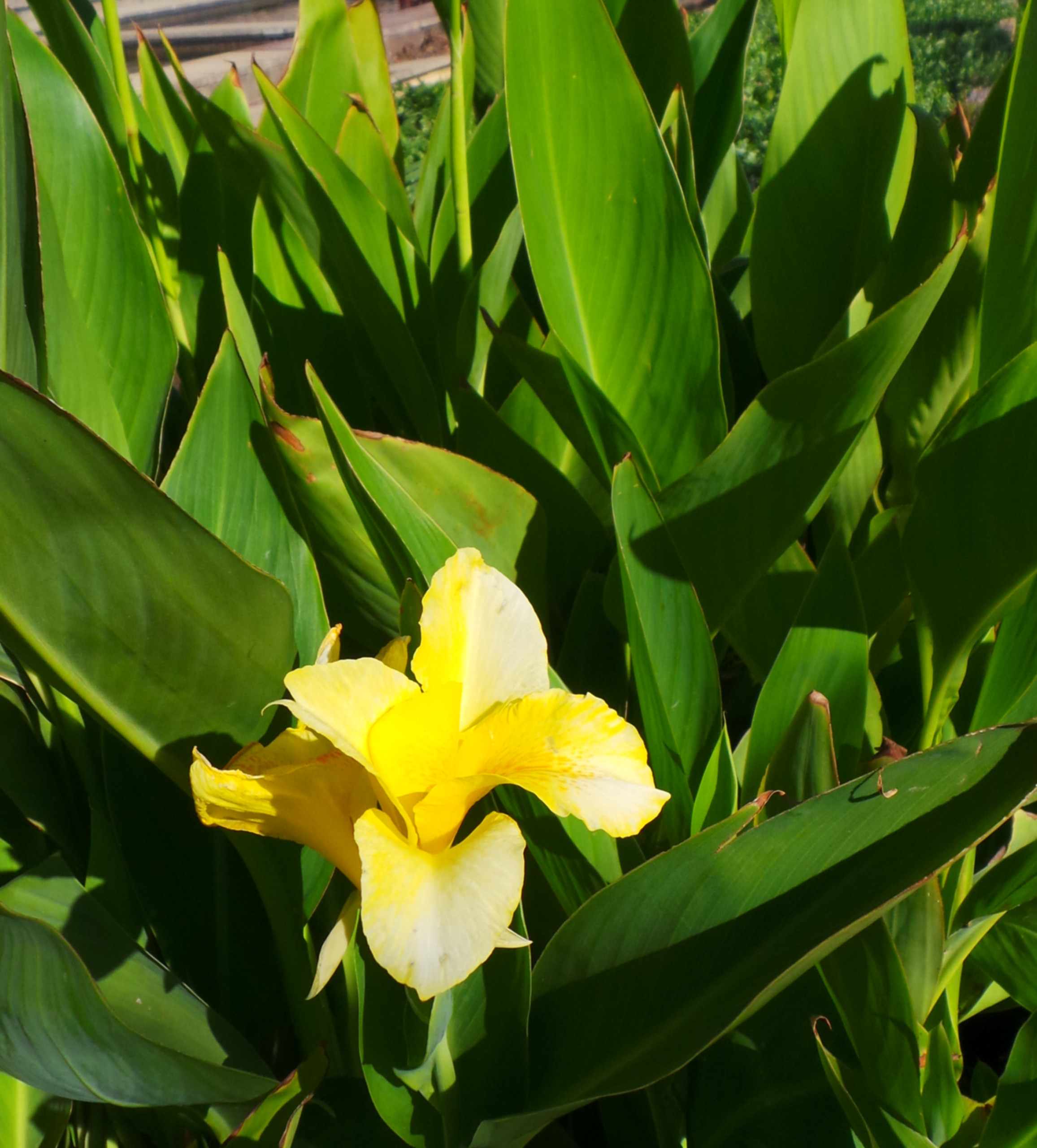 Canna Yellow Flowering Woodvale Fish Lily Farm Perth